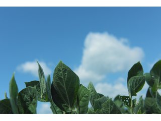 Farmland in Benton & Boone Counties, Indiana - LAND AUCTION - 118.5+/- ACRES IN 3 TRACTS IN BENTON & BOONE COUNTIES, INDIANA